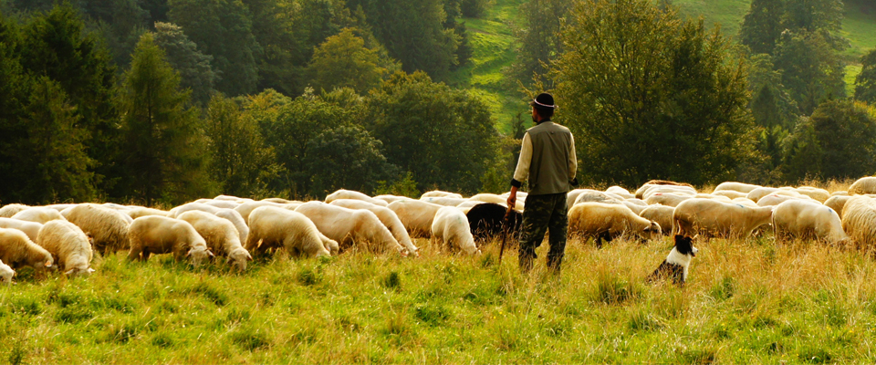Shepherd – by Paul Giblerston